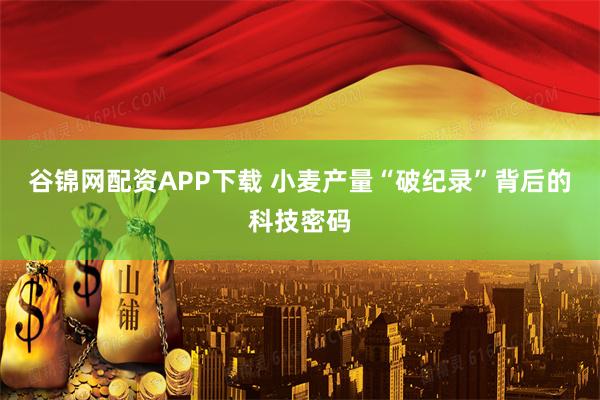 谷锦网配资APP下载 小麦产量“破纪录”背后的科技密码